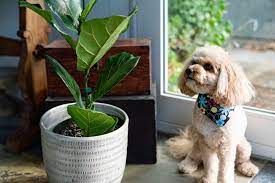 Nausea, vomiting and diarrhea when ingested; 9 Popular Houseplants That Are Toxic To Dogs