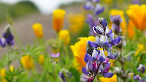 Start studying bay area native plants common/scientific names. 9 Best Wildflower Hikes In The Bay Area