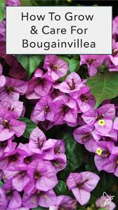 Growing This Tropical Flowering Climber Bougainvillea Plant Care Bougainvillea Plants