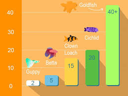 How Long Do Goldfish Really Live Goldfish Aquariums Goldfishlife Goldfish Fun Facts Mind Blowing Facts
