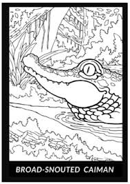 (50 coloring pages) by liudmila coloring books Life In The Amazon Jungle Coloring Pages By Maysane Tpt