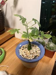 Image result for Adenia goetzei