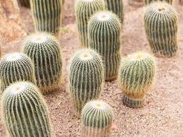 We've done numerous adventures in playa del carmen, porta vallarta and cabo san lucas and this is by far on the bottom. It S Prickly At The Wirikuta Cactus Gardens Sand In My Suitcase