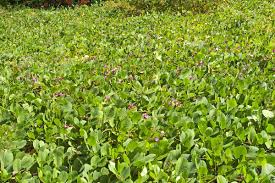 Image result for Canavalia africana