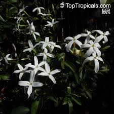 Image result for Afroligusticum scottianum