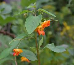 Image result for Impatiens keilii