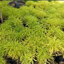 Benih tanaman hias unik dan eksotis, contohnya benih tanaman bunga, benih tanaman daun hias (foliage), atau rumput hias (ornamental grass), dengan harga murah, dari berbagai negara di dunia, dapat ditumbuhkan di dalam atau luar rumah sebagai tanaman hias. Jual Jual Bibit Tanaman Hias Brokoli Kuning Bibit Biji Benih Kota Semarang Barlaman Shop Tokopedia