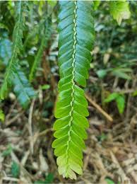 Image result for Anisophylleaceae