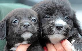 From sleeping with daddy, not wanting mommy to lancaster puppies advertises puppies for sale in pa, as well as ohio, indiana, new york and other states. Green Tree Boarding Business Will Host Its Own Puppy Bowl On Super Bowl Sunday Triblive Com