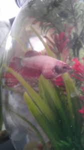 This guide to betta fish diseases will help you learn to identify and deal with the many illnesses and disease your fish might face, and how to maintain a healthy environment for your fish. Betta Too Fat
