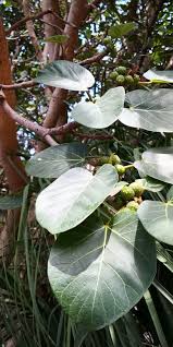 Image result for Ficus tesselata