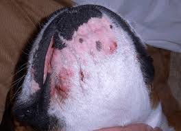 Boxer Acne Around Mouth Chin Acne In Dogs Dog Acne Dog Allergies Chin Acne Treatment