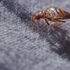 As san diego area pest control specialists since 2006, gaines pest control's team of professional pest control specialists has toiled to meet the growing demand in pest control services, both from residential and commercial clients. Assurance Pest Control San Diego County Exterminators Assurance Pest Control San Diego 619 200 4505