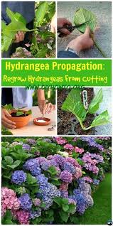 Hydrangea Propagation Hortensie Vom Schneiden Wachsen Sie Ihre Eigenen Hortensien Eigenen Hortensie Hortens Hortensien Garten Garten Garten Bepflanzen
