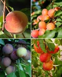 A fruit cocktail tree typically has a peach, plum, nectarine, and apricot growing on a single trunk. Fruit Cocktail Tree Fruit Cocktail Tree Fruit Salad Tree Dwarf Fruit Trees