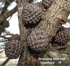 Image result for Casuarina verticillata