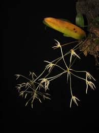 Image result for Equilabium laxiflorum