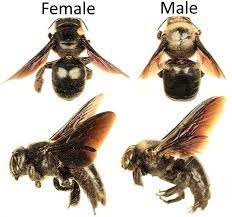 Physical features of carpenter bees may vary slightly, as there are seven. How To Get Rid Of Carpenter Bees Inside And Outside Of Your House Pest Revenge