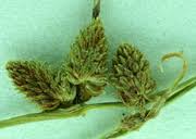 Image result for Lipocarpha