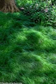 Image result for Carex johnstonii