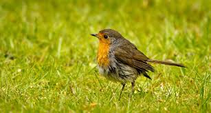 And just like that, robin the boy wonder made the kid sidekick an icon. Robin Identification Habitat Nesting Habits Ark Wildlife Uk