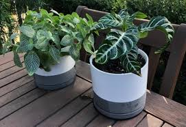 Sample image mostly, these plants come in containers, so all you have to do is get an indoor plant pots with saucers and put the plant inside them. Indoor And Outdoor Planters Stylishly Designed