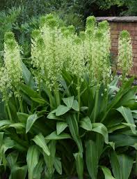 Image result for Scadoxus pole-evansii