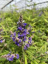 Image result for Vitex mombassae
