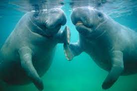 Do The Sea Cows A Favor Look But Don T Touch
