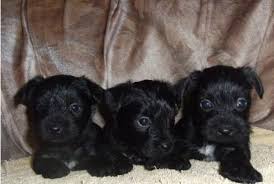 Freiberger fohlen auch aufzuchtsplätze gesucht!!!. Chihuahua Yorkie Mischlings Welpen Suchen Ein Neues Zuhause Hunde Kleinanzeigen Net