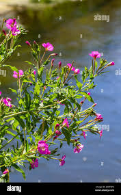 Image result for Epilobium hirsutum