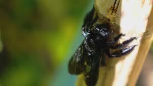 Check spelling or type a new query. How To Get Rid Of Carpenter Bees Wbir Com