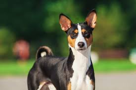 Jump to navigation jump to search. Basenji Steckbrief Charakter Pflege Haltung