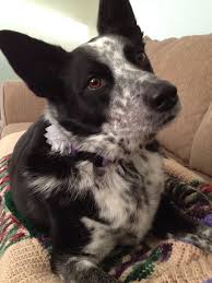 Black And White Blue Heeler Mix Anna My Blue Heeler Mix Blue Heeler Heeler Mix Border Collie Mix Puppies