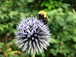 Check spelling or type a new query. Flowers That Attract Bees New England Today