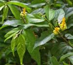 Image result for Grewia hornbyi