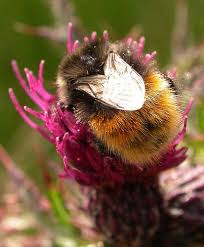 Image result for Bombus lapponicus