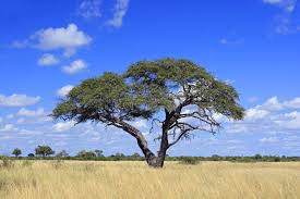 Image result for Acacia erioloba