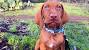 Weimaraner Waimarino Dog