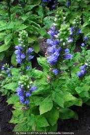 Image result for Lobelia uliginosa