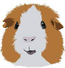Guinea pigs do not generally thrive when housed with other species. Pin On Psy Chyba Xd