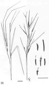 Image result for Euclasta condylotricha