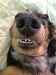 556 depot street north harwich, ma 02645. Pin By Katie Massie On Stuff I Dig Funny Dachshund Funny Animals Dachshund