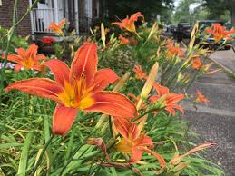 These flowers bloom in late spring/early summer when exposed to direct sunlight and watered weekly (water more often when you notice soil looking dry. Good Morning Tomorrow Is Summer Solstice 2020 These Orange Flowers Lilies Pagan