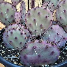 Image result for Opuntia