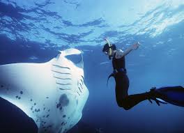 Nusa Penida Snorkeling