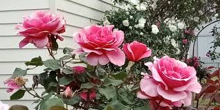 Image result for Hermannia floribunda