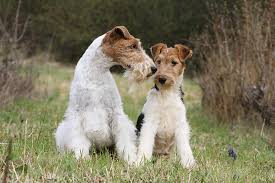 *** our next litter of lakeland puppies should be born mid feb 2021. Wire Fox Terrier Puppies For Sale Akc Puppyfinder