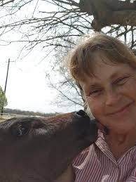 Miniature galloway bull for sale in Maitland