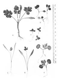 Image result for Deverra burchellii